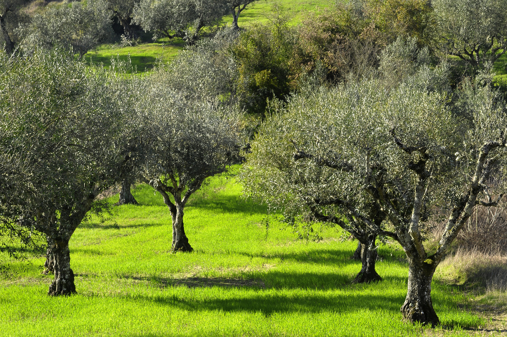 olive trees 26921569