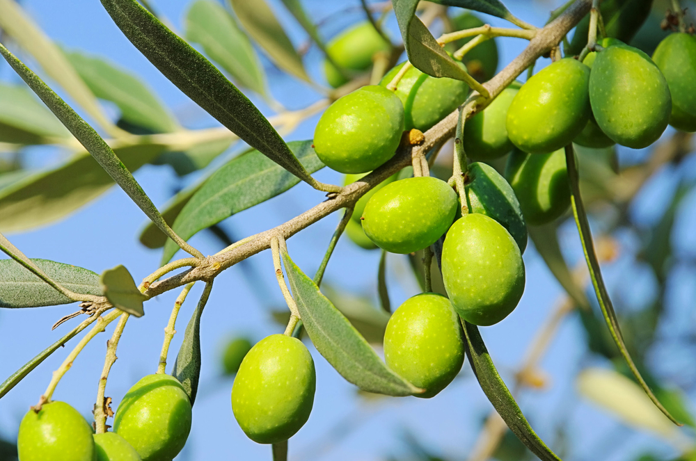 olives on branch 91927373